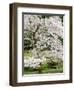 Cherry Trees Blossoming in the Spring, Washington Park Arboretum, Seattle, Washington, USA-Jamie & Judy Wild-Framed Photographic Print