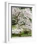 Cherry Trees Blossoming in the Spring, Washington Park Arboretum, Seattle, Washington, USA-Jamie & Judy Wild-Framed Photographic Print