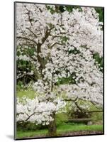 Cherry Trees Blossoming in the Spring, Washington Park Arboretum, Seattle, Washington, USA-Jamie & Judy Wild-Mounted Photographic Print