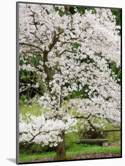 Cherry Trees Blossoming in the Spring, Washington Park Arboretum, Seattle, Washington, USA-Jamie & Judy Wild-Mounted Photographic Print