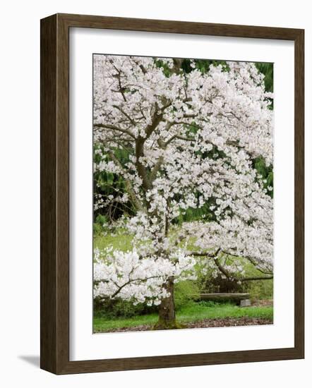 Cherry Trees Blossoming in the Spring, Washington Park Arboretum, Seattle, Washington, USA-Jamie & Judy Wild-Framed Photographic Print