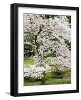 Cherry Trees Blossoming in the Spring, Washington Park Arboretum, Seattle, Washington, USA-Jamie & Judy Wild-Framed Photographic Print