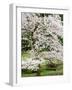 Cherry Trees Blossoming in the Spring, Washington Park Arboretum, Seattle, Washington, USA-Jamie & Judy Wild-Framed Photographic Print