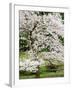 Cherry Trees Blossoming in the Spring, Washington Park Arboretum, Seattle, Washington, USA-Jamie & Judy Wild-Framed Photographic Print