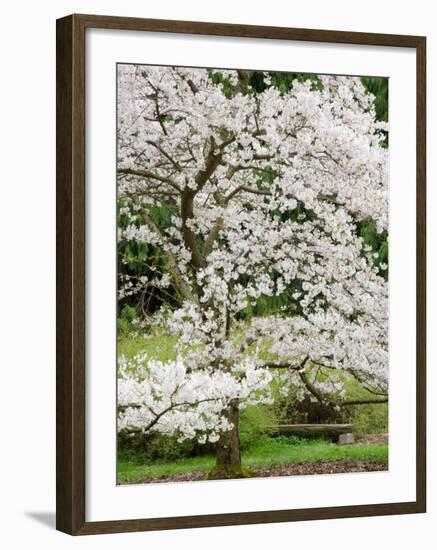 Cherry Trees Blossoming in the Spring, Washington Park Arboretum, Seattle, Washington, USA-Jamie & Judy Wild-Framed Photographic Print