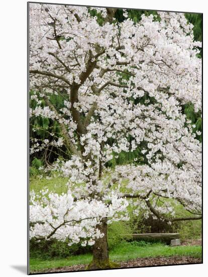 Cherry Trees Blossoming in the Spring, Washington Park Arboretum, Seattle, Washington, USA-Jamie & Judy Wild-Mounted Photographic Print