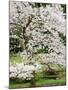 Cherry Trees Blossoming in the Spring, Washington Park Arboretum, Seattle, Washington, USA-Jamie & Judy Wild-Mounted Photographic Print