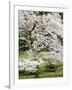 Cherry Trees Blossoming in the Spring, Washington Park Arboretum, Seattle, Washington, USA-Jamie & Judy Wild-Framed Photographic Print