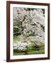 Cherry Trees Blossoming in the Spring, Washington Park Arboretum, Seattle, Washington, USA-Jamie & Judy Wild-Framed Photographic Print