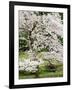 Cherry Trees Blossoming in the Spring, Washington Park Arboretum, Seattle, Washington, USA-Jamie & Judy Wild-Framed Photographic Print