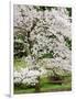 Cherry Trees Blossoming in the Spring, Washington Park Arboretum, Seattle, Washington, USA-Jamie & Judy Wild-Framed Photographic Print