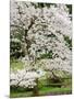 Cherry Trees Blossoming in the Spring, Washington Park Arboretum, Seattle, Washington, USA-Jamie & Judy Wild-Mounted Photographic Print