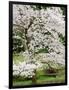 Cherry Trees Blossoming in the Spring, Washington Park Arboretum, Seattle, Washington, USA-Jamie & Judy Wild-Framed Photographic Print