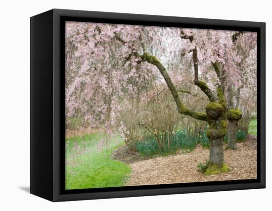 Cherry Trees Blossoming in the Spring, Washington Park Arboretum, Seattle, Washington, USA-Jamie & Judy Wild-Framed Stretched Canvas