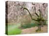 Cherry Trees Blossoming in the Spring, Washington Park Arboretum, Seattle, Washington, USA-Jamie & Judy Wild-Stretched Canvas