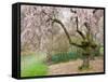 Cherry Trees Blossoming in the Spring, Washington Park Arboretum, Seattle, Washington, USA-Jamie & Judy Wild-Framed Stretched Canvas