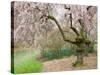 Cherry Trees Blossoming in the Spring, Washington Park Arboretum, Seattle, Washington, USA-Jamie & Judy Wild-Stretched Canvas