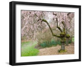 Cherry Trees Blossoming in the Spring, Washington Park Arboretum, Seattle, Washington, USA-Jamie & Judy Wild-Framed Premium Photographic Print