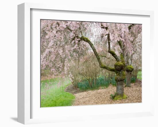 Cherry Trees Blossoming in the Spring, Washington Park Arboretum, Seattle, Washington, USA-Jamie & Judy Wild-Framed Premium Photographic Print