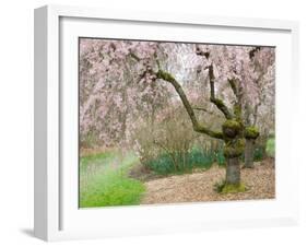 Cherry Trees Blossoming in the Spring, Washington Park Arboretum, Seattle, Washington, USA-Jamie & Judy Wild-Framed Premium Photographic Print