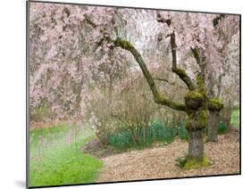 Cherry Trees Blossoming in the Spring, Washington Park Arboretum, Seattle, Washington, USA-Jamie & Judy Wild-Mounted Premium Photographic Print