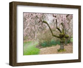 Cherry Trees Blossoming in the Spring, Washington Park Arboretum, Seattle, Washington, USA-Jamie & Judy Wild-Framed Photographic Print