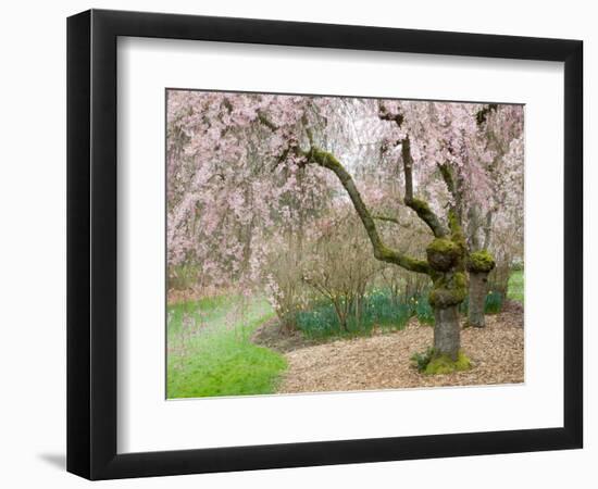 Cherry Trees Blossoming in the Spring, Washington Park Arboretum, Seattle, Washington, USA-Jamie & Judy Wild-Framed Photographic Print