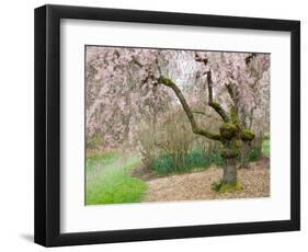 Cherry Trees Blossoming in the Spring, Washington Park Arboretum, Seattle, Washington, USA-Jamie & Judy Wild-Framed Photographic Print