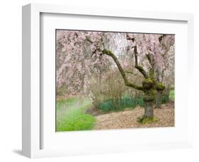 Cherry Trees Blossoming in the Spring, Washington Park Arboretum, Seattle, Washington, USA-Jamie & Judy Wild-Framed Photographic Print