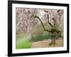 Cherry Trees Blossoming in the Spring, Washington Park Arboretum, Seattle, Washington, USA-Jamie & Judy Wild-Framed Photographic Print