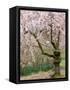 Cherry Trees Blossoming in the Spring, Washington Park Arboretum, Seattle, Washington, USA-Jamie & Judy Wild-Framed Stretched Canvas