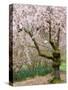 Cherry Trees Blossoming in the Spring, Washington Park Arboretum, Seattle, Washington, USA-Jamie & Judy Wild-Stretched Canvas