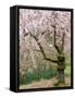 Cherry Trees Blossoming in the Spring, Washington Park Arboretum, Seattle, Washington, USA-Jamie & Judy Wild-Framed Stretched Canvas