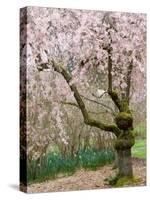 Cherry Trees Blossoming in the Spring, Washington Park Arboretum, Seattle, Washington, USA-Jamie & Judy Wild-Stretched Canvas