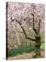 Cherry Trees Blossoming in the Spring, Washington Park Arboretum, Seattle, Washington, USA-Jamie & Judy Wild-Stretched Canvas