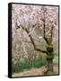 Cherry Trees Blossoming in the Spring, Washington Park Arboretum, Seattle, Washington, USA-Jamie & Judy Wild-Framed Stretched Canvas