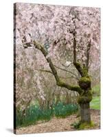 Cherry Trees Blossoming in the Spring, Washington Park Arboretum, Seattle, Washington, USA-Jamie & Judy Wild-Stretched Canvas