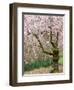 Cherry Trees Blossoming in the Spring, Washington Park Arboretum, Seattle, Washington, USA-Jamie & Judy Wild-Framed Photographic Print