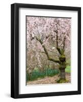 Cherry Trees Blossoming in the Spring, Washington Park Arboretum, Seattle, Washington, USA-Jamie & Judy Wild-Framed Photographic Print