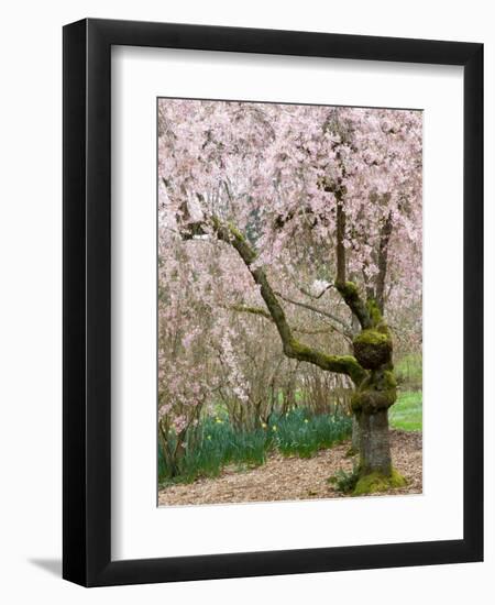 Cherry Trees Blossoming in the Spring, Washington Park Arboretum, Seattle, Washington, USA-Jamie & Judy Wild-Framed Photographic Print