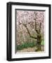 Cherry Trees Blossoming in the Spring, Washington Park Arboretum, Seattle, Washington, USA-Jamie & Judy Wild-Framed Photographic Print