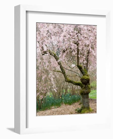 Cherry Trees Blossoming in the Spring, Washington Park Arboretum, Seattle, Washington, USA-Jamie & Judy Wild-Framed Photographic Print