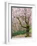 Cherry Trees Blossoming in the Spring, Washington Park Arboretum, Seattle, Washington, USA-Jamie & Judy Wild-Framed Photographic Print