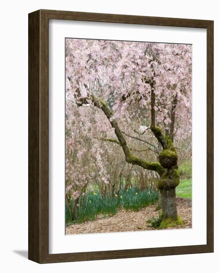 Cherry Trees Blossoming in the Spring, Washington Park Arboretum, Seattle, Washington, USA-Jamie & Judy Wild-Framed Photographic Print