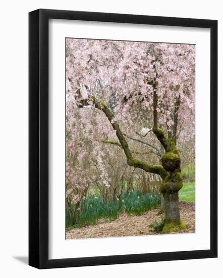 Cherry Trees Blossoming in the Spring, Washington Park Arboretum, Seattle, Washington, USA-Jamie & Judy Wild-Framed Photographic Print