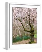 Cherry Trees Blossoming in the Spring, Washington Park Arboretum, Seattle, Washington, USA-Jamie & Judy Wild-Framed Photographic Print