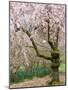 Cherry Trees Blossoming in the Spring, Washington Park Arboretum, Seattle, Washington, USA-Jamie & Judy Wild-Mounted Photographic Print