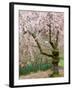 Cherry Trees Blossoming in the Spring, Washington Park Arboretum, Seattle, Washington, USA-Jamie & Judy Wild-Framed Photographic Print