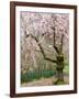 Cherry Trees Blossoming in the Spring, Washington Park Arboretum, Seattle, Washington, USA-Jamie & Judy Wild-Framed Photographic Print