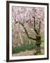 Cherry Trees Blossoming in the Spring, Washington Park Arboretum, Seattle, Washington, USA-Jamie & Judy Wild-Framed Photographic Print